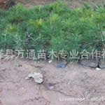 山西绛县万通苗木专业合作社 专注精品果苗，助力绿色产业腾飞