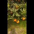 广西果苗 广西酸橘 广西红橘