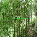 银杏、罗汉松与竹 打造南方果苗产业的绿色典范——桂林乡里人家贸易有限责任公司侧记