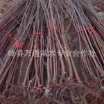 核桃苗 桃树苗 山楂苗 苹果苗 枣树苗 钙果苗 樱桃苗 柿子苗 杏树苗 梨树苗 侧柏 刺槐 国槐 杨树 柳树 油松 白皮松 华山松 冬青 花椒山西绛县万通苗木专业合作社产品供应第