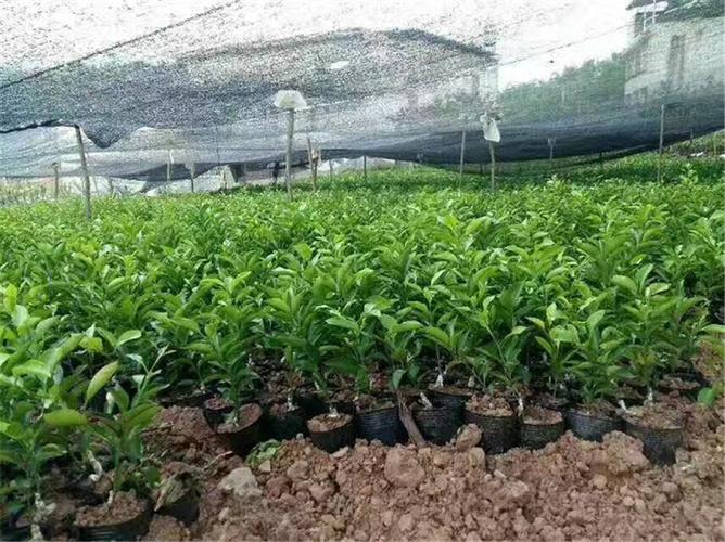 优质果苗推荐 091无核沃柑苗，柑橘苗圃基地直发