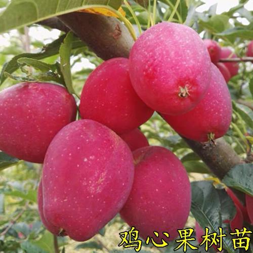 苹果苗树鸡心果苗嫁接苗盆栽地栽南方北方种植当年果苗公司全攻略