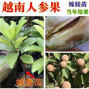 千眼菩提大果手串价格与果苗公司选购指南 | 最新市场行情